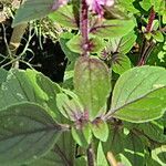 Ocimum basilicum Leaf