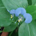 Commelina benghalensis Žiedas