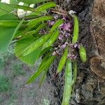 Cercis siliquastrum Fruit