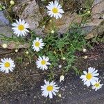 Leucanthemum ircutianumFiore