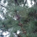 Pinus