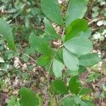 Erythroxylum havanense Leaf