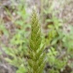 Gastridium ventricosum Flower