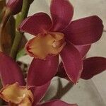 Cymbidium faberi Bloem