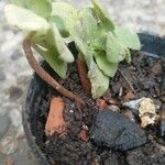 Aeonium goochiae Hoja
