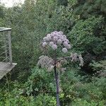 Angelica atropurpurea Blüte