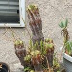 Euphorbia polygona Blad