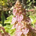 Coleus scutellarioidesLapas