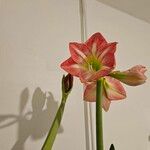 Hippeastrum reginaeFlower