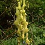 Aconitum lycoctonum Bloem