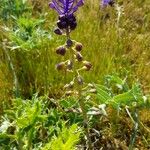 Muscari matritense Flower