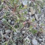 Onobrychis caput-galli Libunga