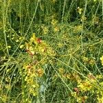 Parkinsonia aculeata Kukka