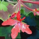 Pelargonium inquinans Flor