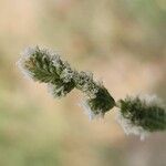 Aeluropus littoralis Fleur