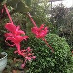 Medinilla magnificaफूल