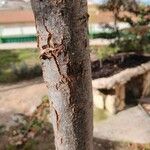 Quercus polymorpha Bark