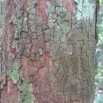 Pouteria melanopoda Corteza