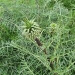 Cynara humilis Hoja