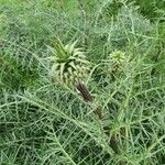 Cynara humilis Blad