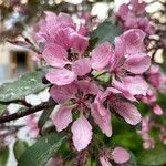 Malus × floribundaBlomma