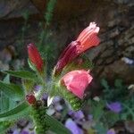 Echium creticum Other