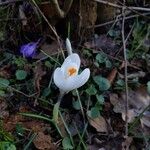 Crocus vernus Flower
