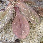 Myosotis ramosissima Leaf