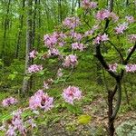 Rhododendron periclymenoides Blomma