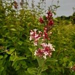 Syringa josikaea Flower