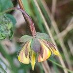 Lotus parviflorus 花