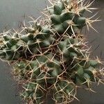 Mammillaria magnimamma Листок