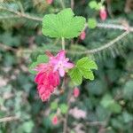 Ribes sanguineum Virág