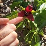 Trillium erectum Flor