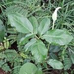 Arisaema dracontium Blatt