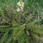 Pedicularis comosa Λουλούδι