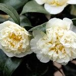 Camellia sinensisFleur