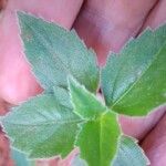 Tridax procumbens Lapas