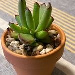 Sempervivum grandiflorum Hoja