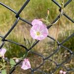 Convolvulus arvensisFlower