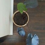 Colocasia esculentaЛисток