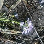 Cardamine pratensisFlower