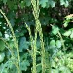 Elymus caninus Leaf