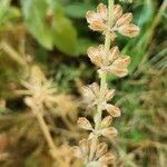 Salvia virgata Fruit