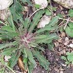 Hieracium lachenalii Blad