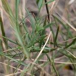 Linaria angustissima Leaf