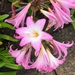 Amaryllis belladonna Floro
