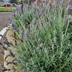 Lavandula dentata Flower