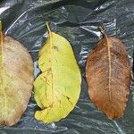 Khaya grandifoliola Leaf