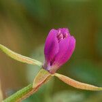 Clarkia rhomboidea Blüte